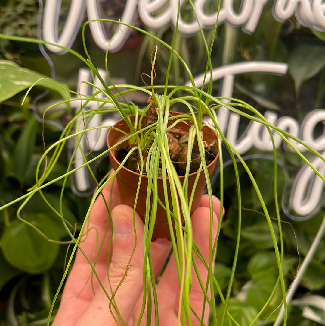 Calibanus Hookeri