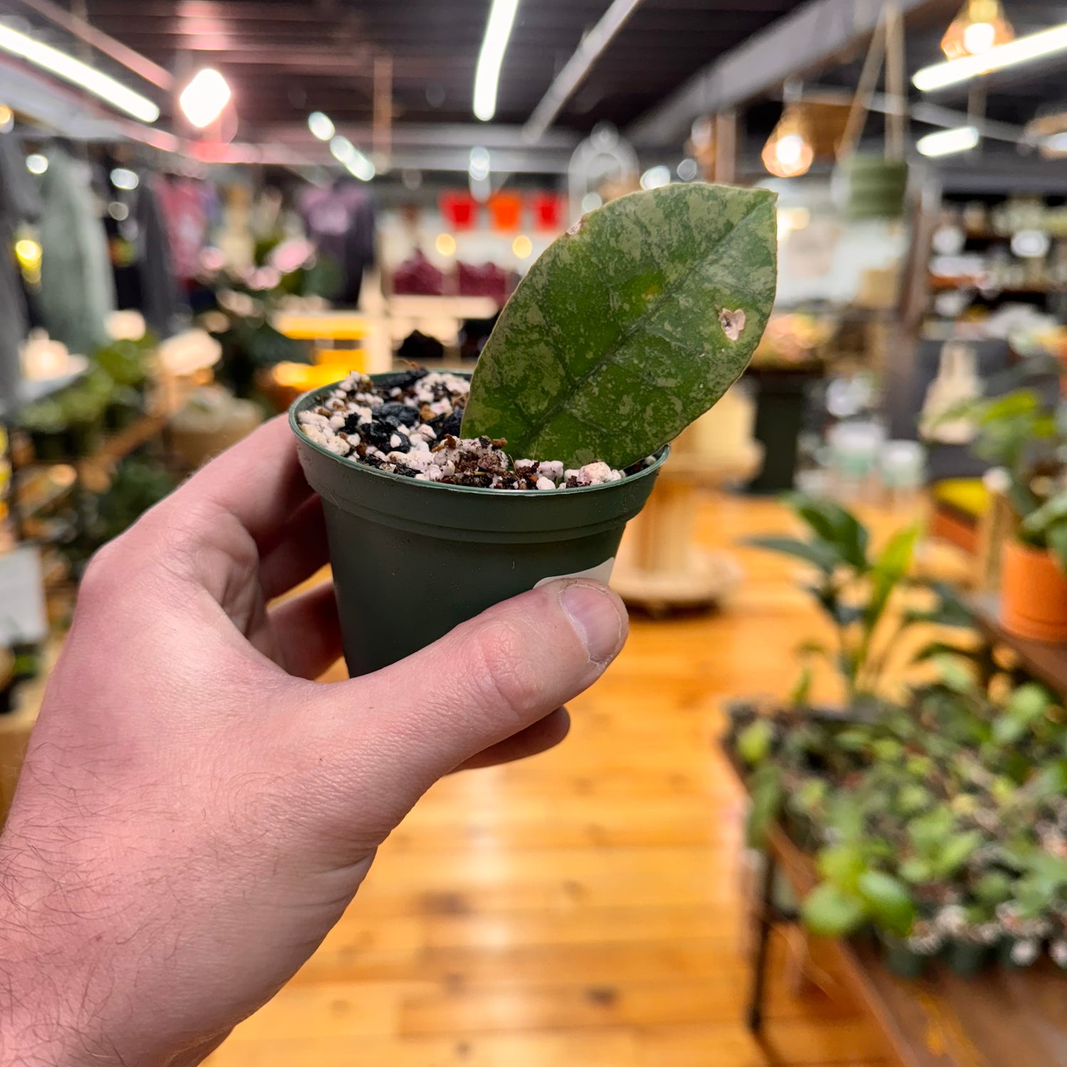 Hoya sp. Kalbar