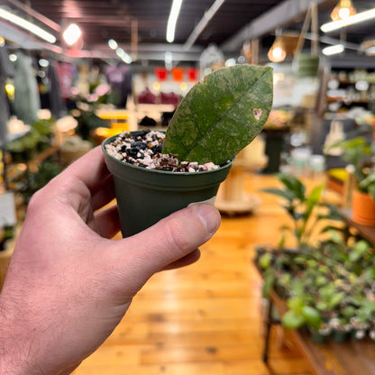 Hoya sp. Kalbar