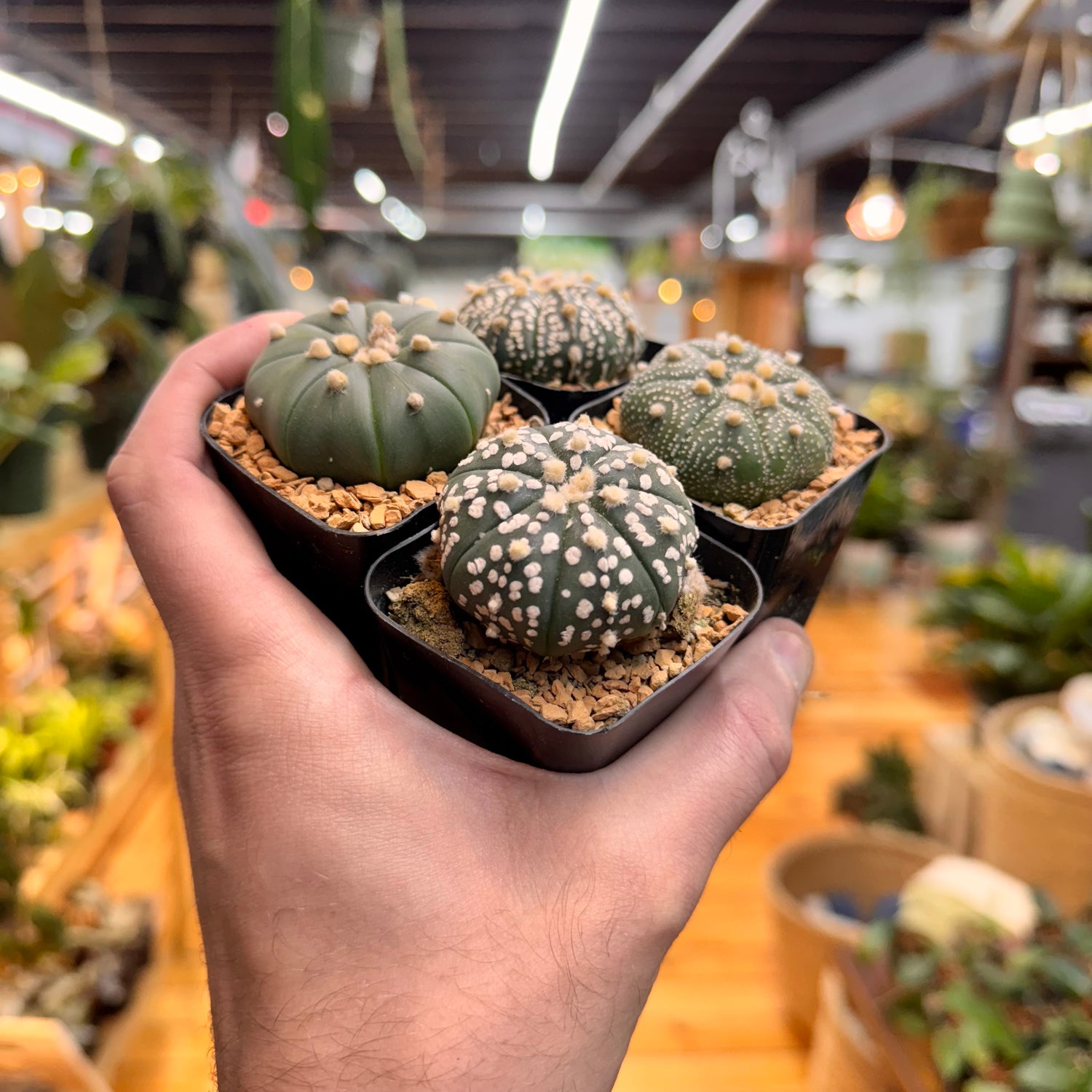Astrophytum Asterias Assorted