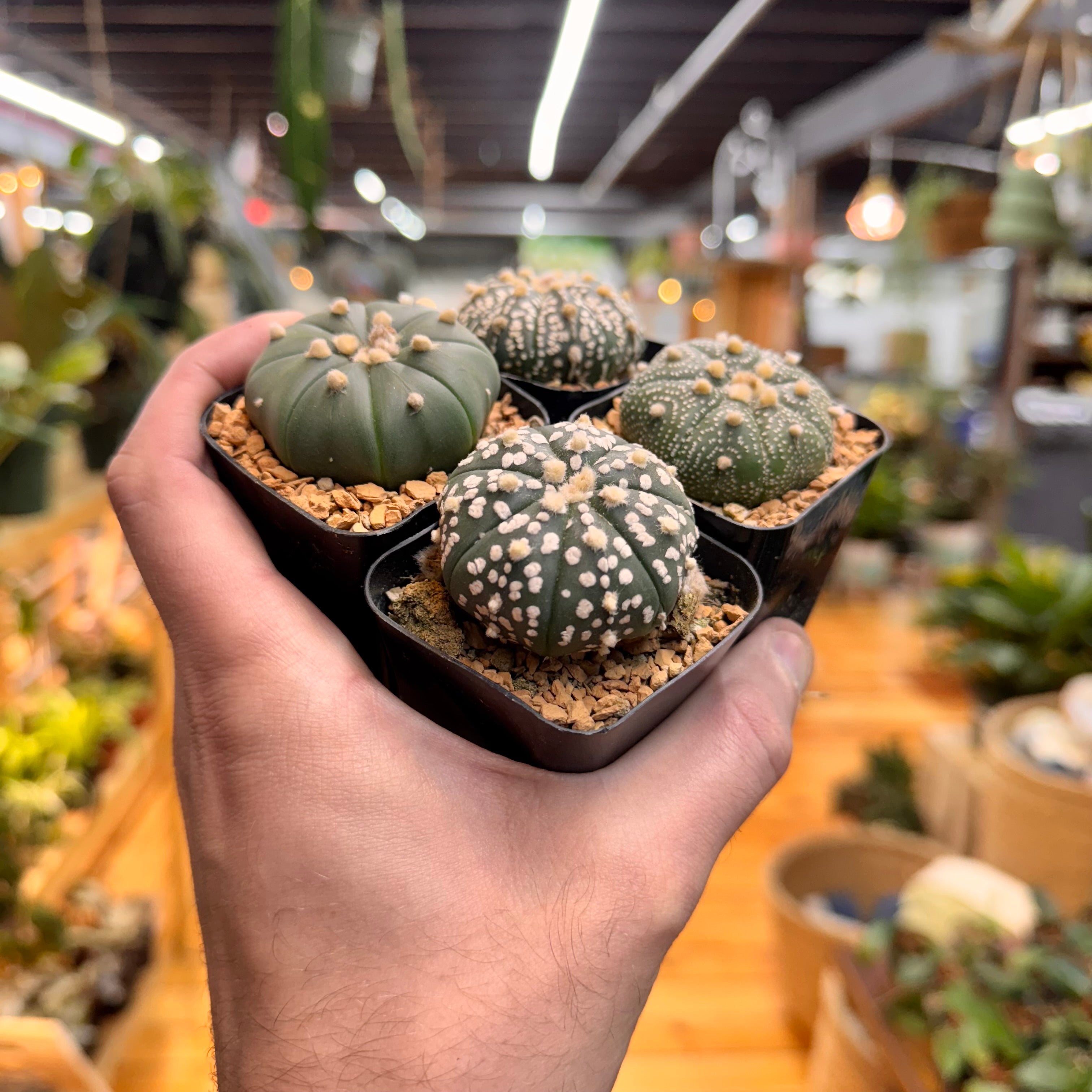 Astrophytum Asterias Assorted