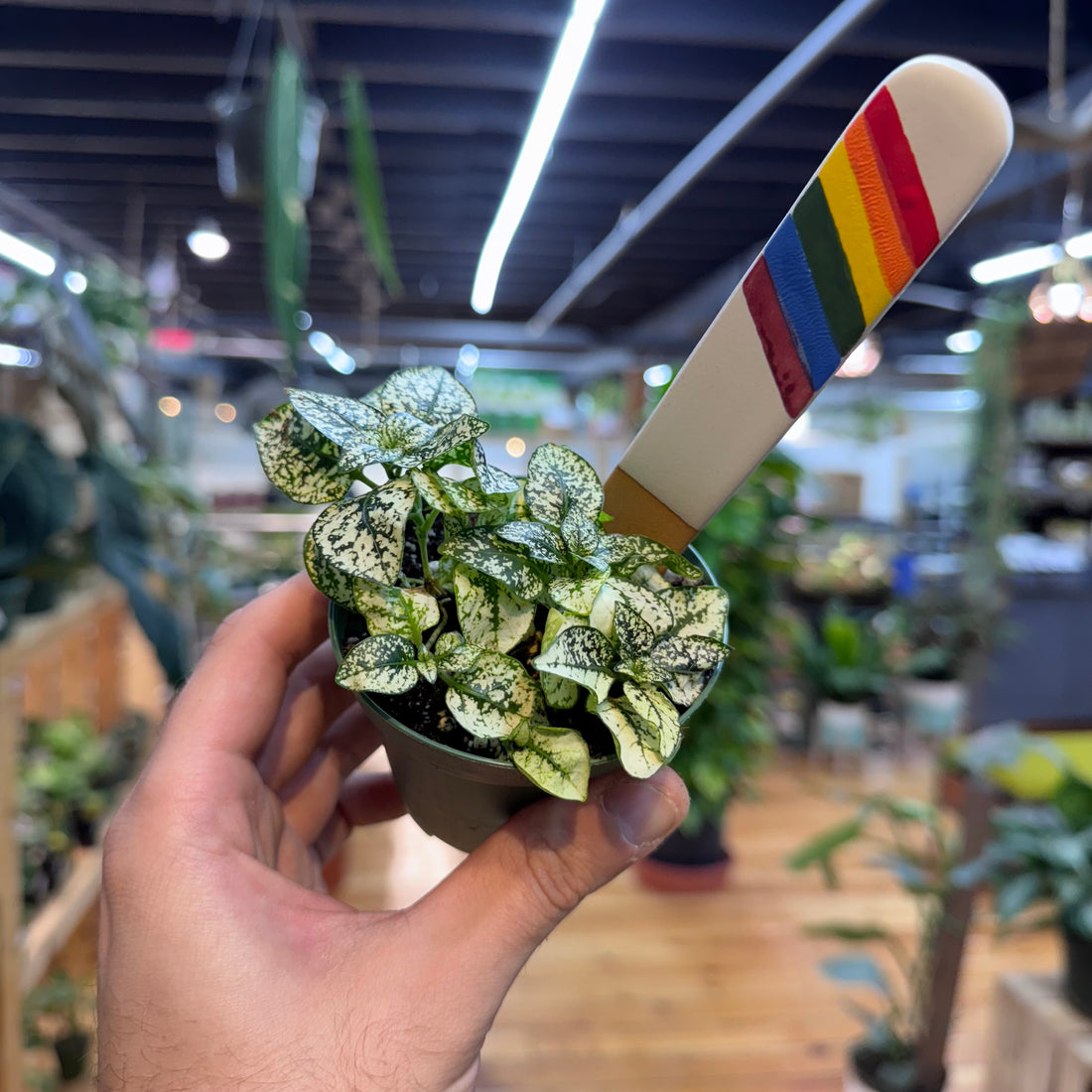 Hypoestes Polka Dot