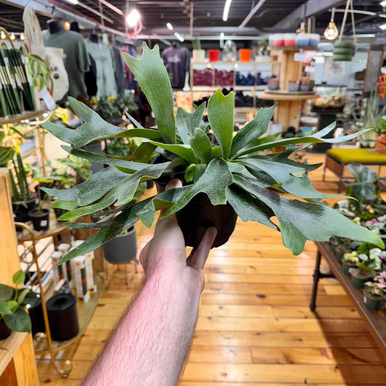 Fern Staghorn