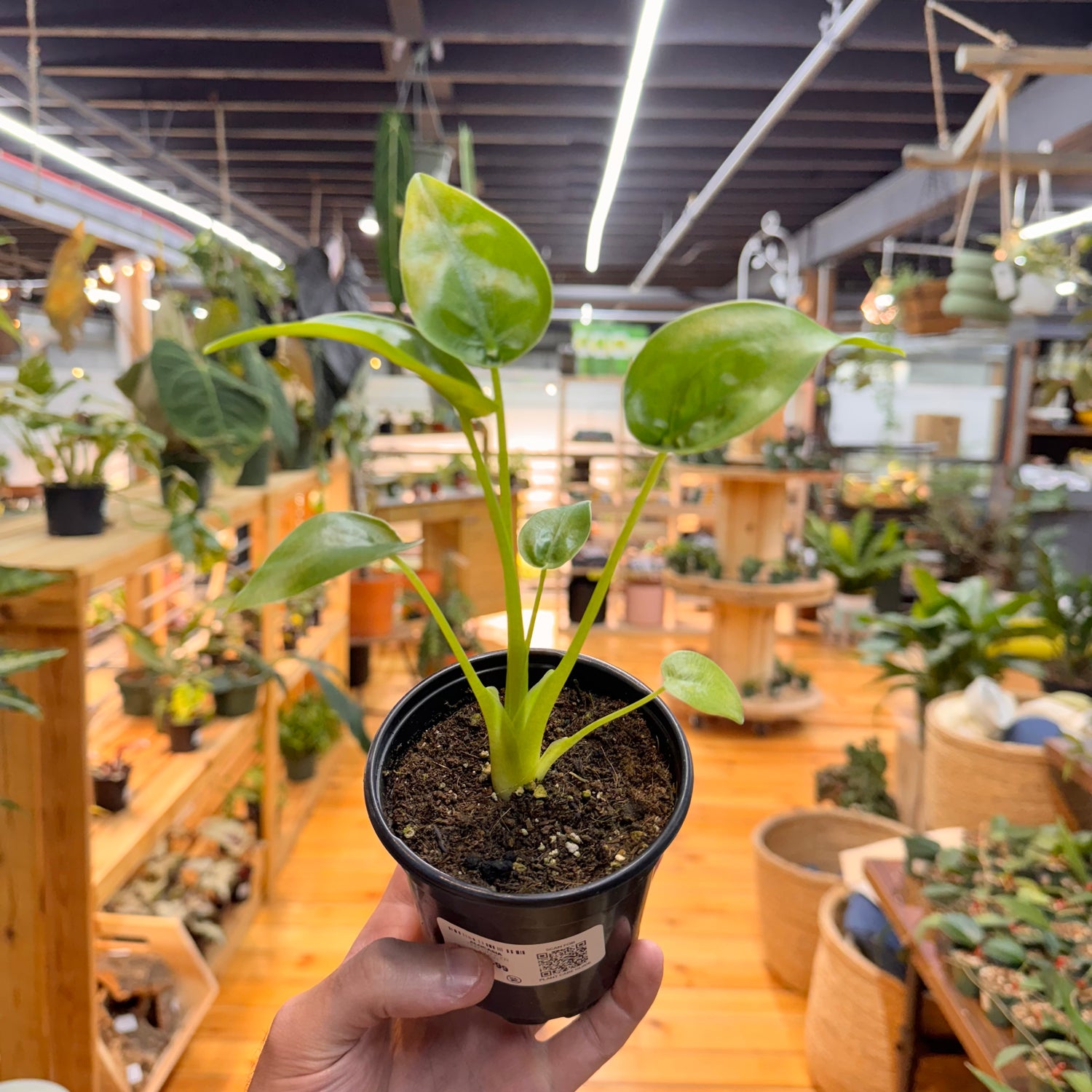 Alocasia Tiny Dancer