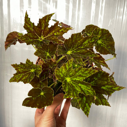 Begonia Phoe&