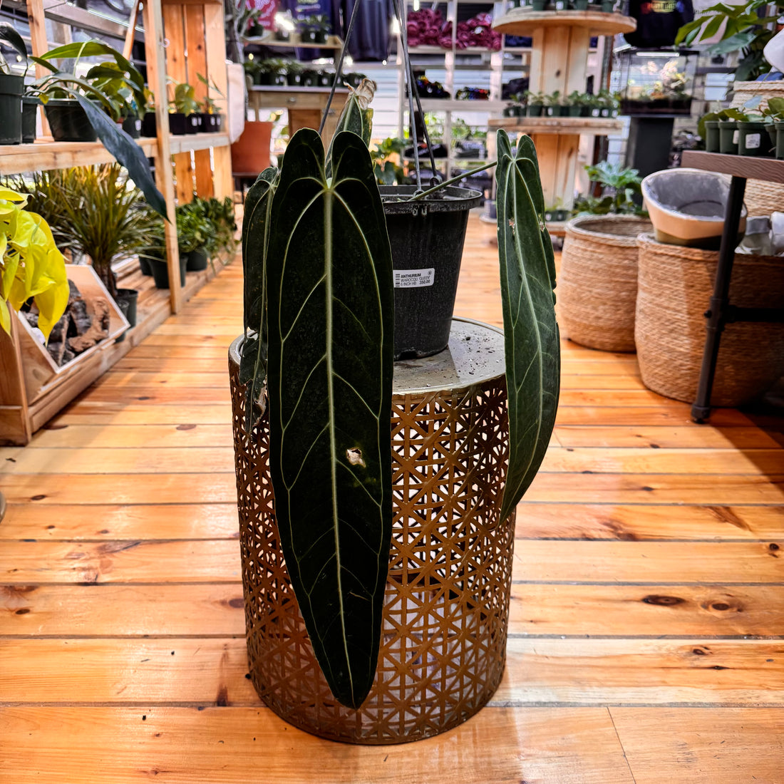 Anthurium Warocqueanum &
