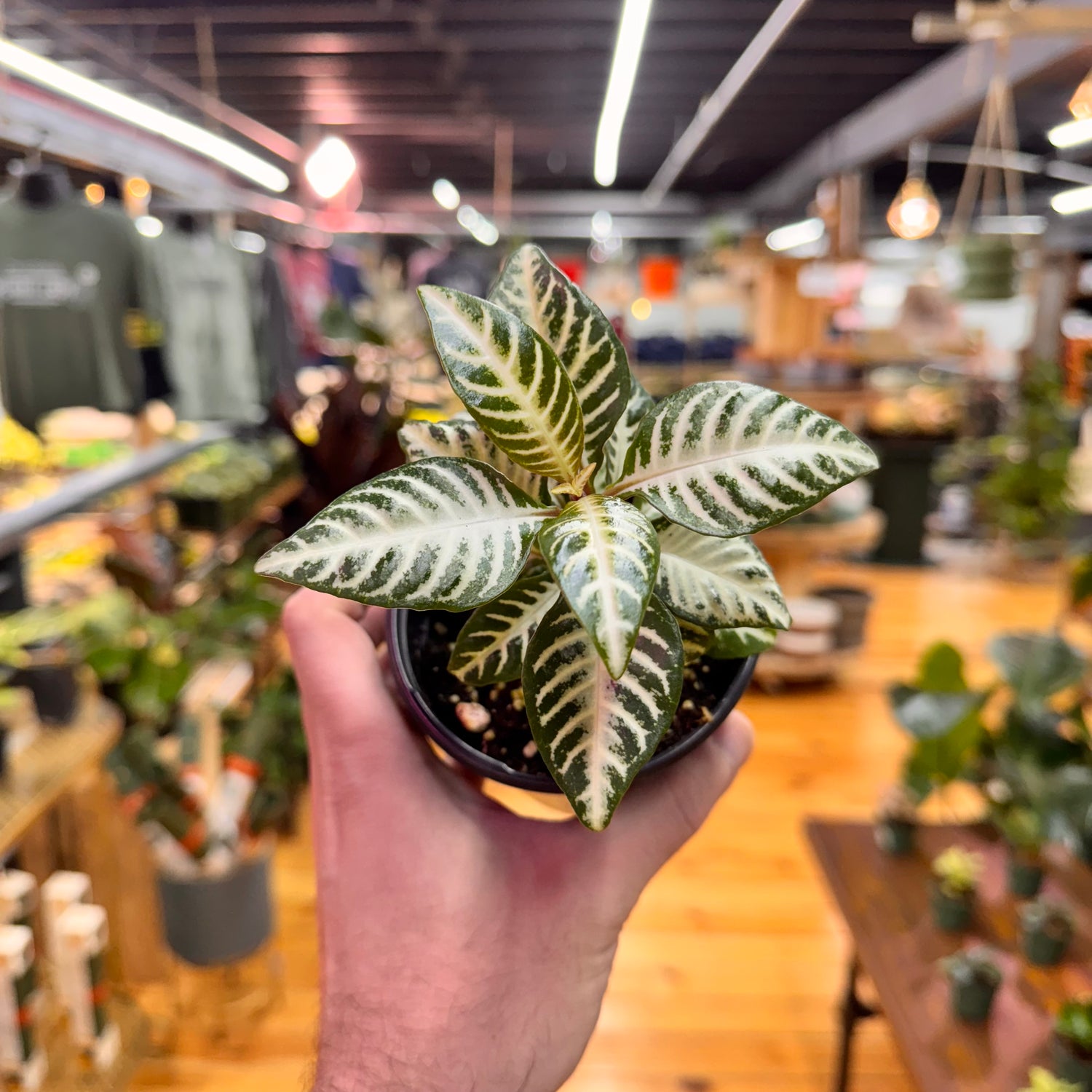 Aphelandra Zebra &