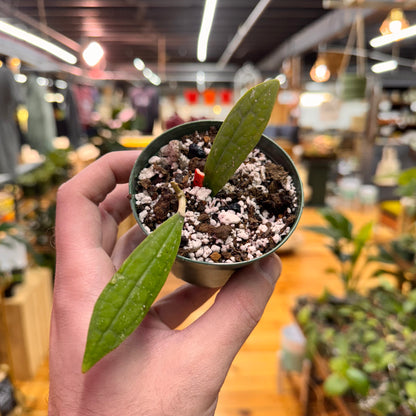 Hoya Rigidifolia
