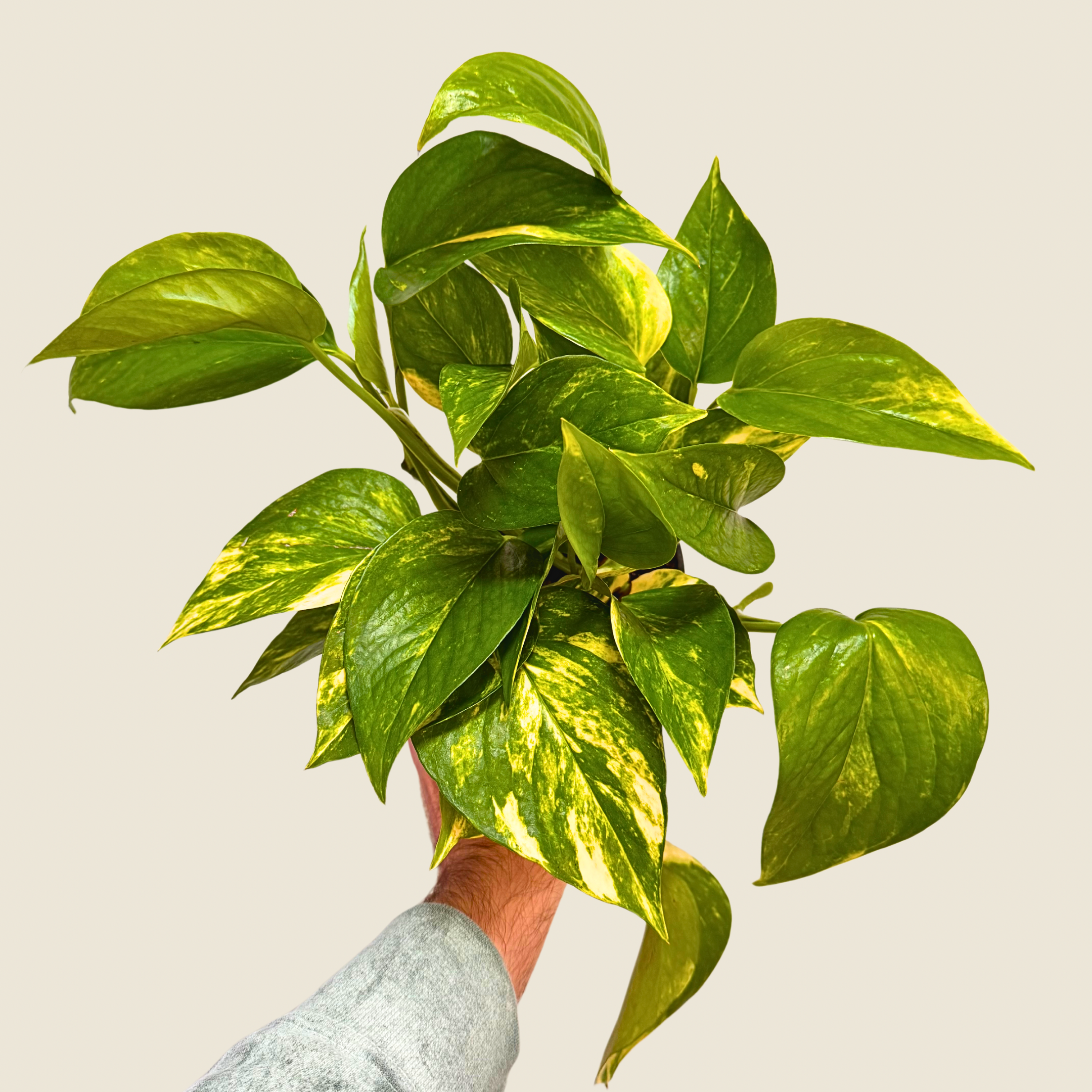 4" Pothos Golden