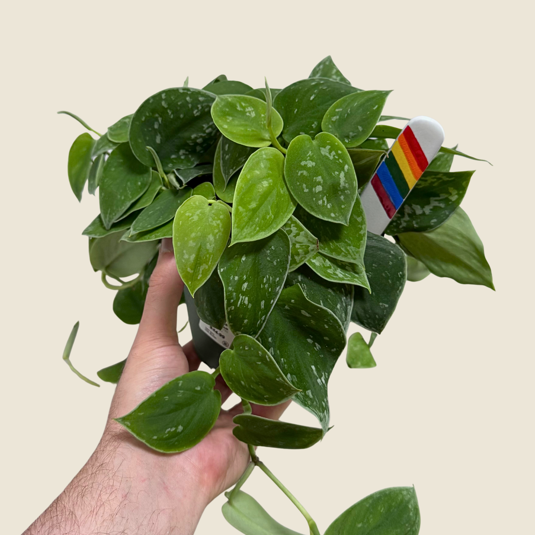 6" Scindapsus Pictus &