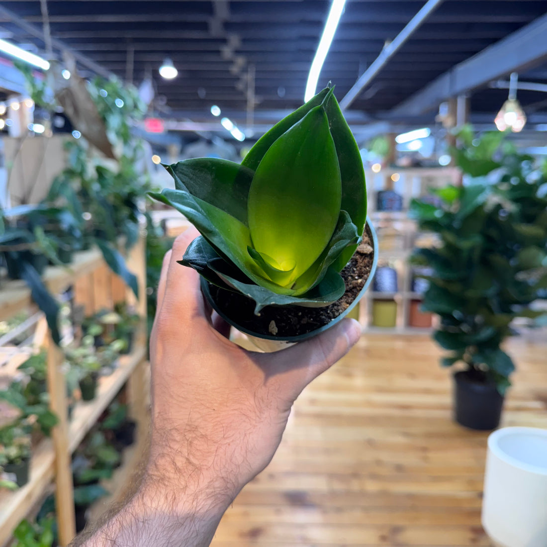 Sansevieria Black Hahnii