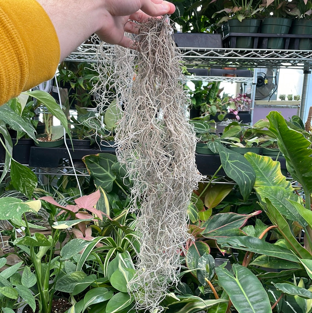 Spanish Moss Usneoides Air Plant