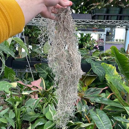 Spanish Moss Usneoides Air Plant