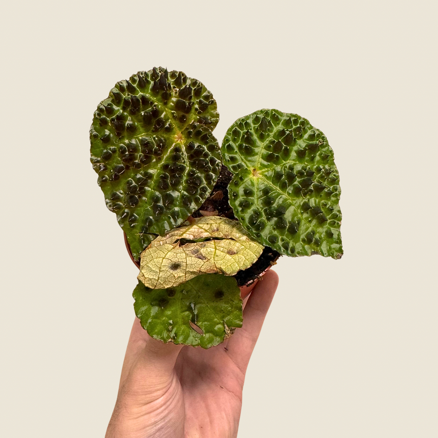 Begonia Ferox