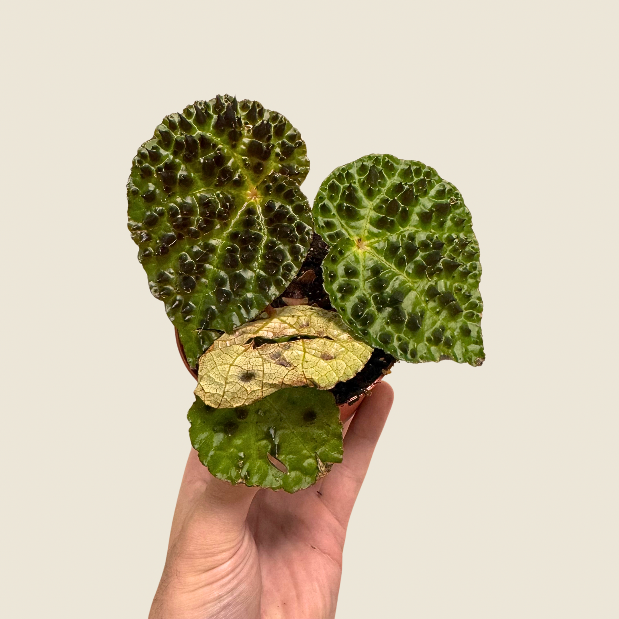 Begonia Ferox