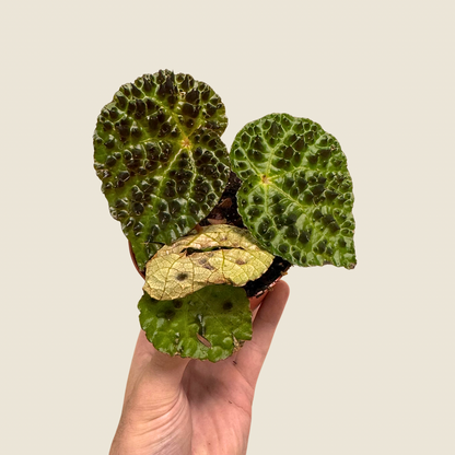 Begonia Ferox