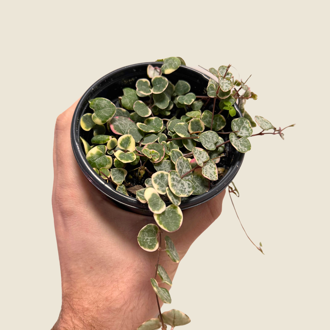 String of Hearts Variegated