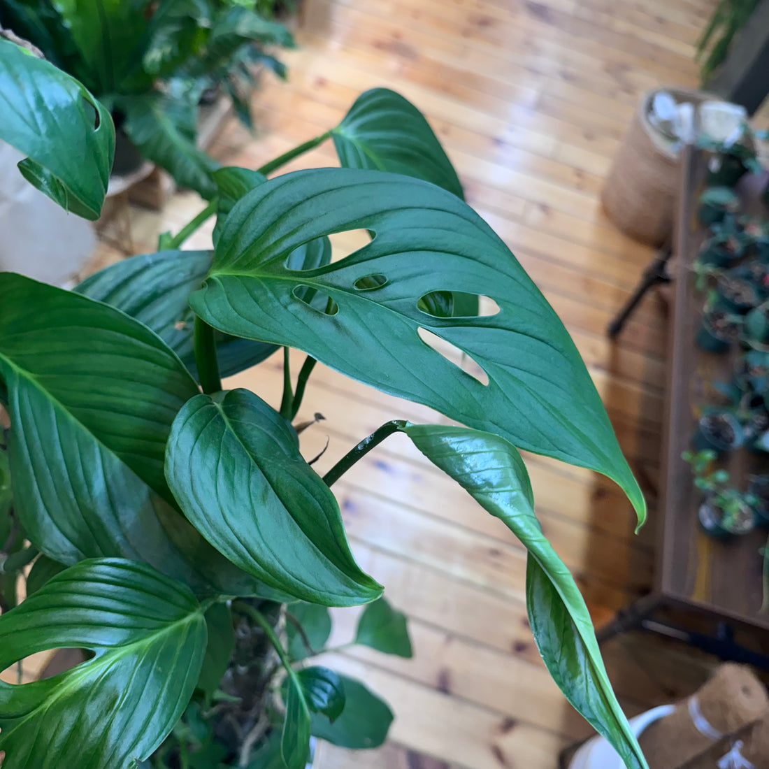 Monstera Lechleriana