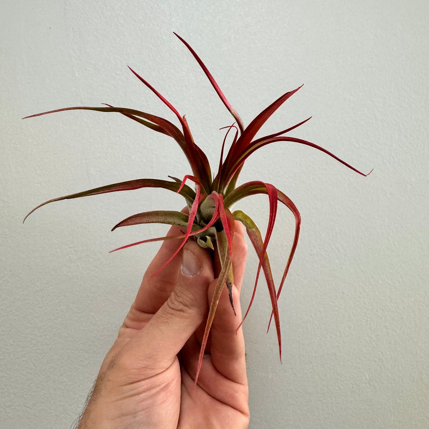 Abdita Red Tillandsia Air Plant