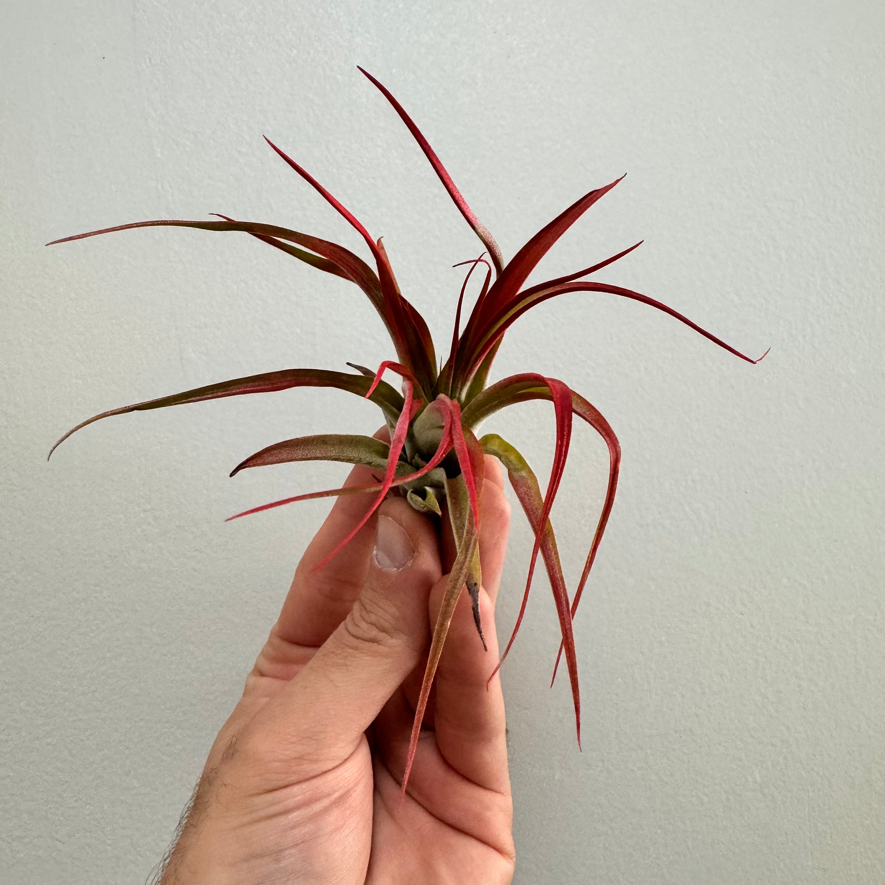 Abdita Red Tillandsia Air Plant