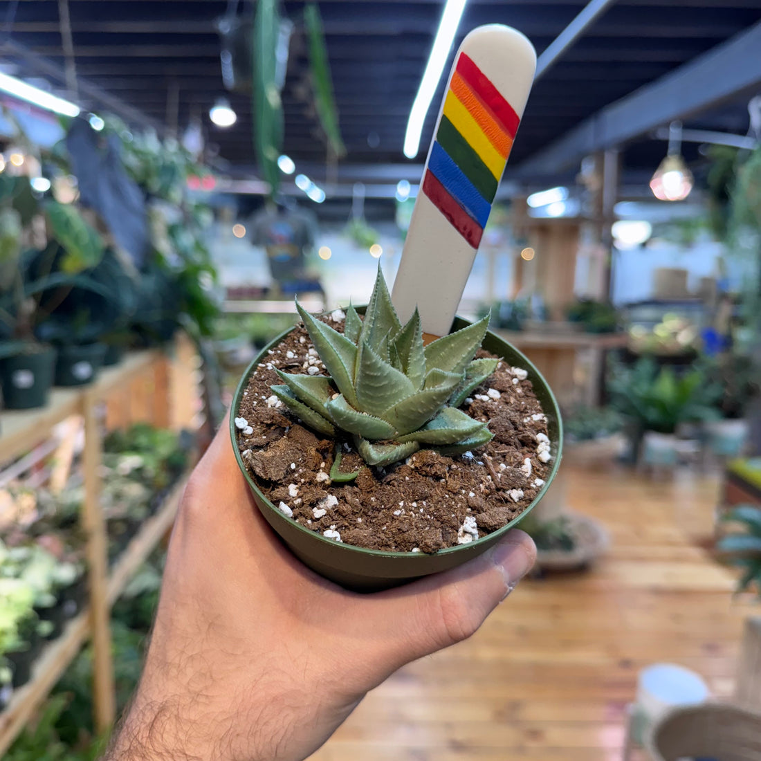 Gasteraloe &