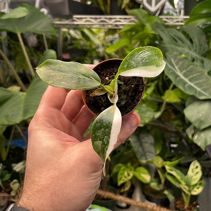 Philodendron White Knight