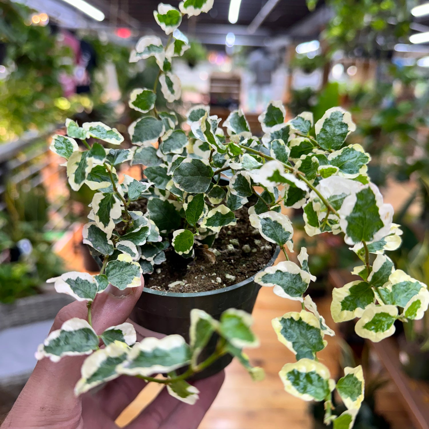 Ficus Pumila Repens Variegated
