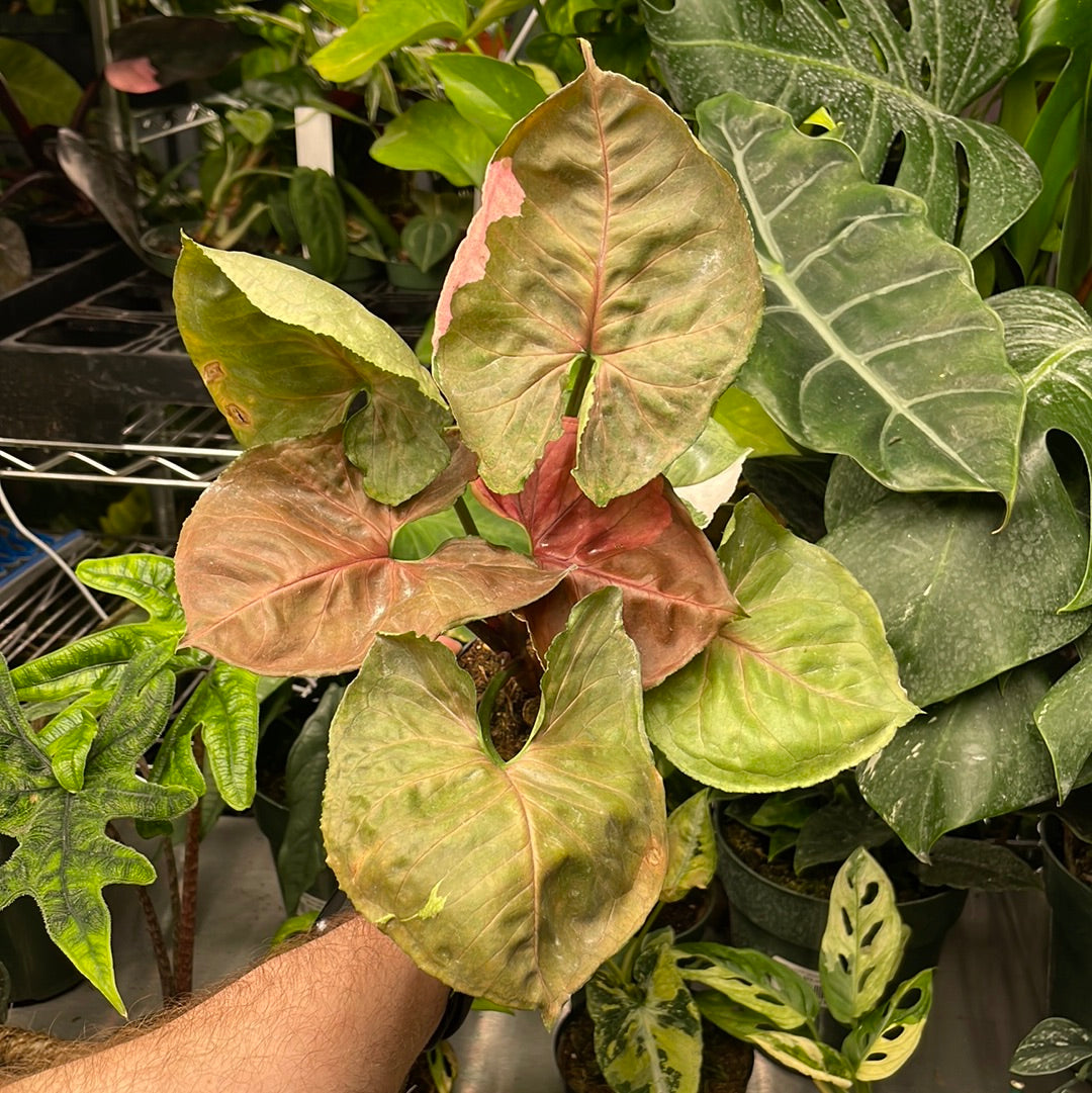 Syngonium Strawberry Ice