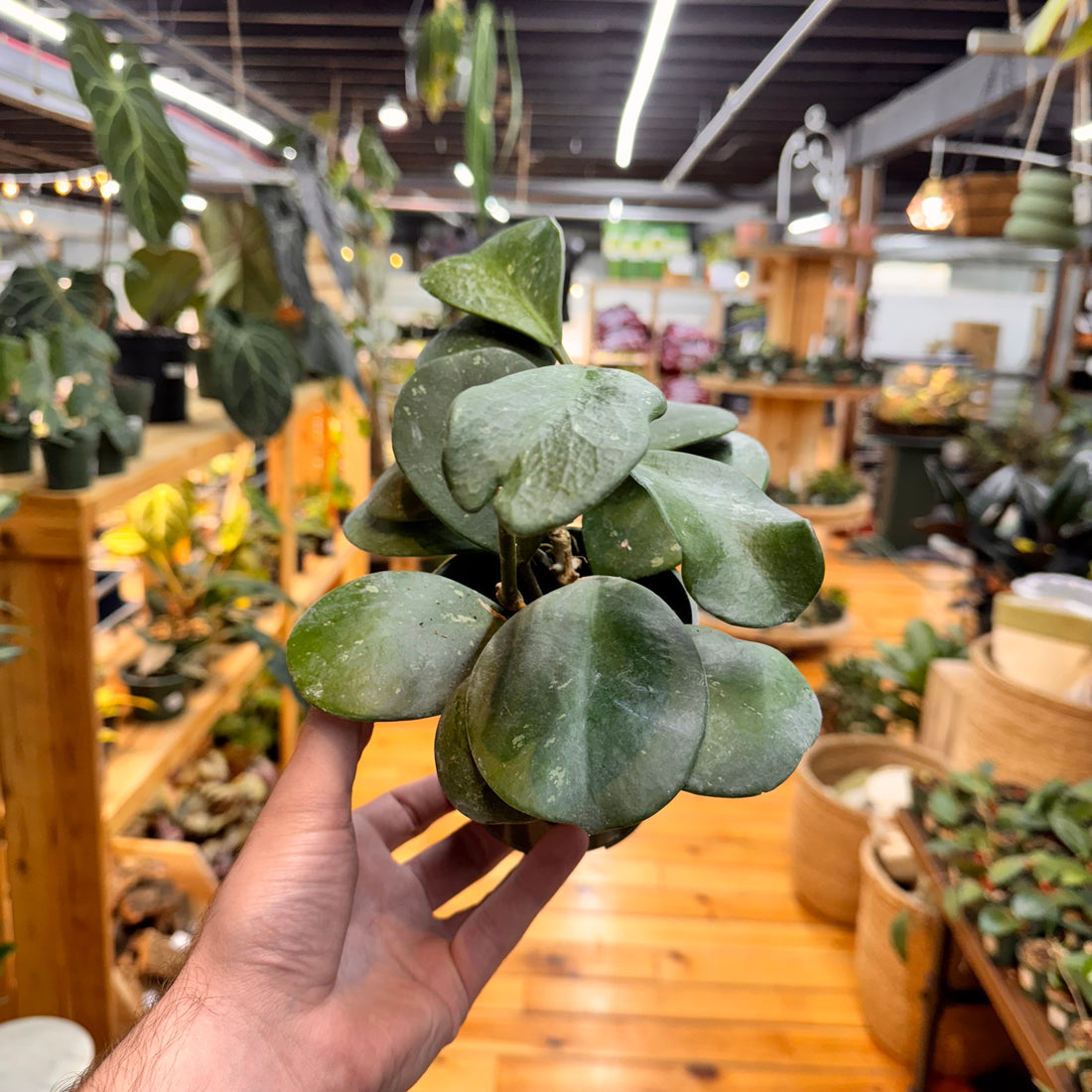 Hoya Obovata