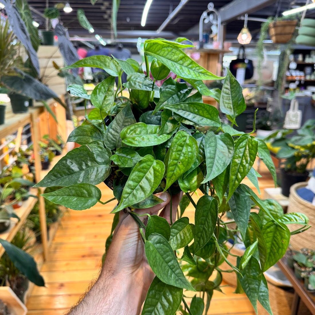 Pothos Cebu Blue &