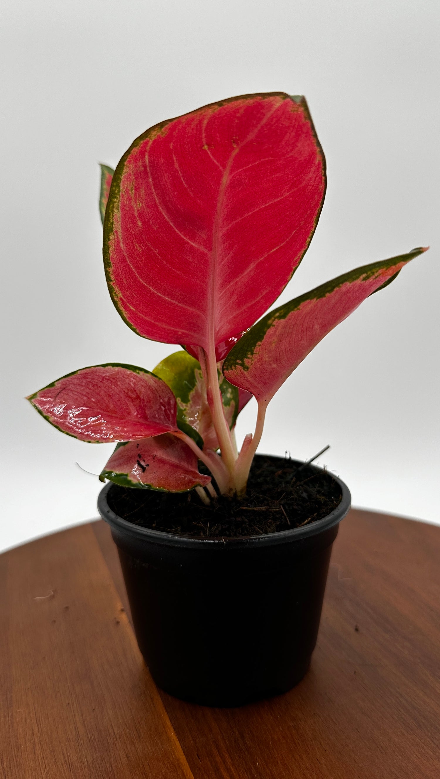 Aglaonema Red King