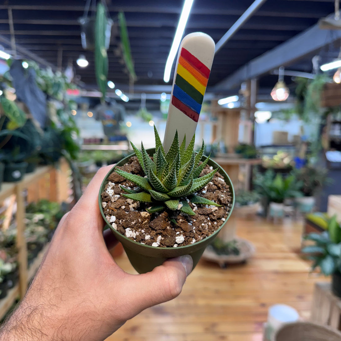 Haworthia Zebra Succulent