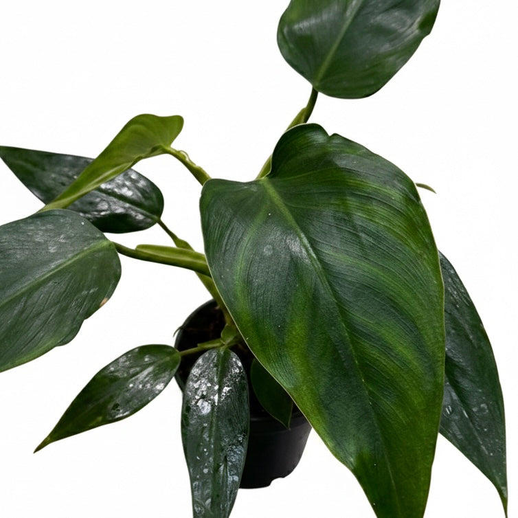 4" Philodendron White Wizard &