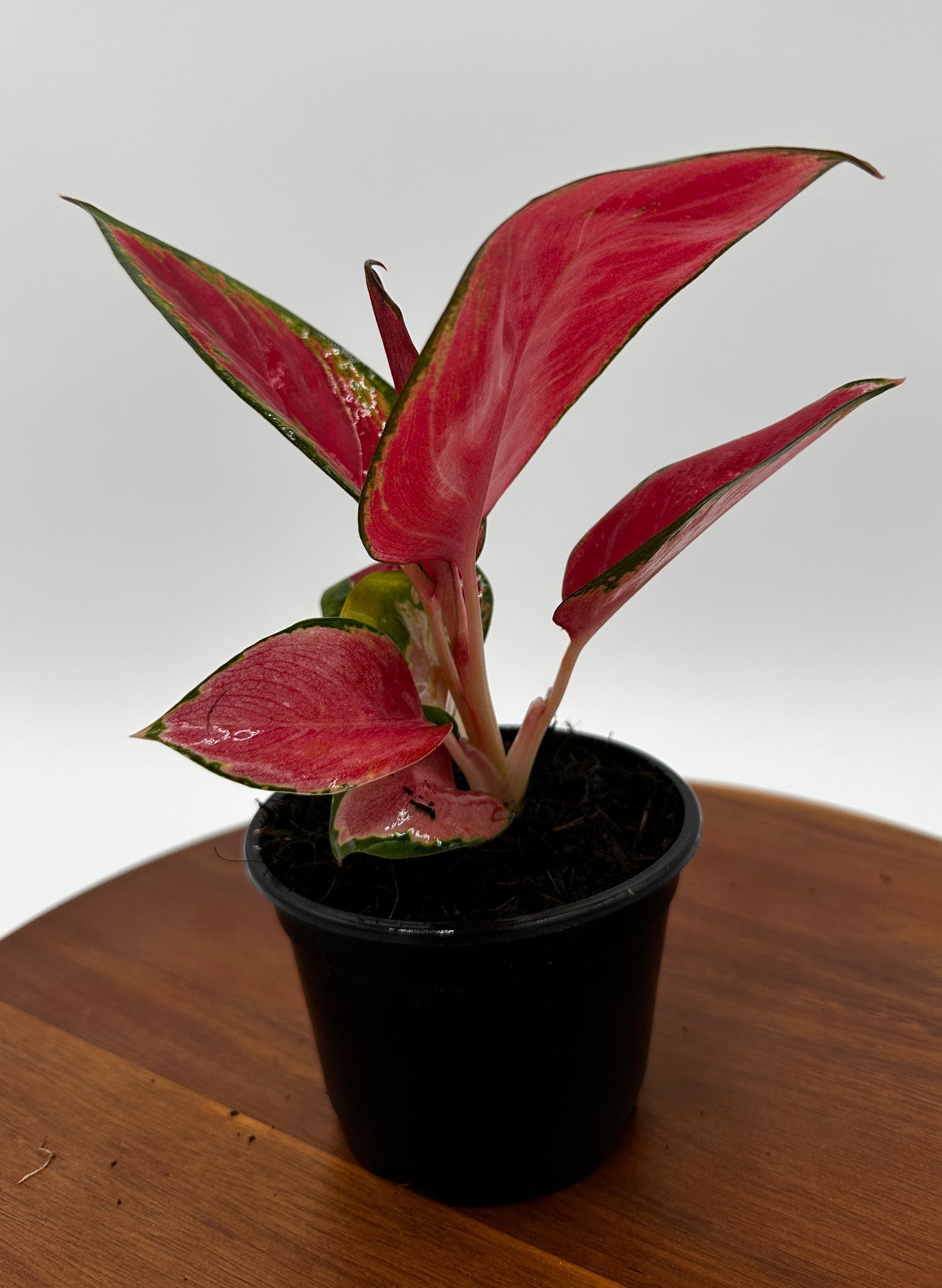 Aglaonema Red King