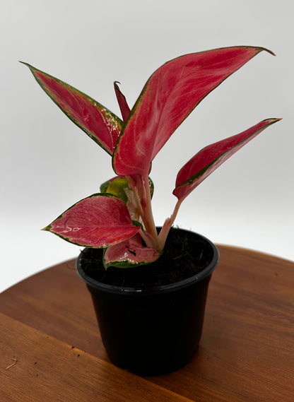 Aglaonema Red King