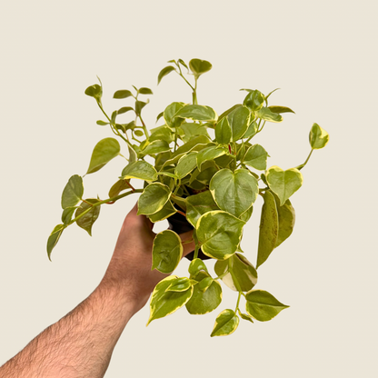 Peperomia Cupid