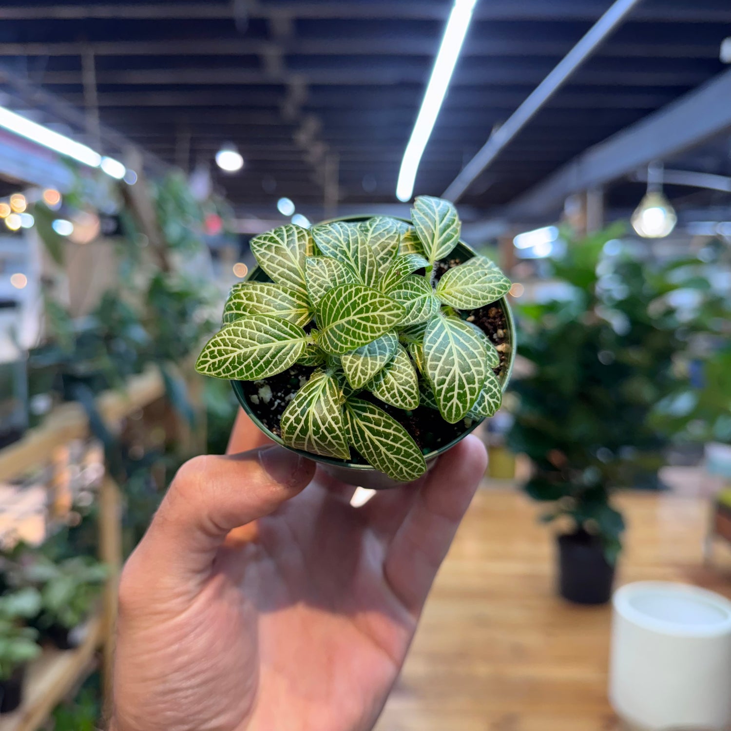 Hand holding a small potted plant with green leaves in an indoor setting