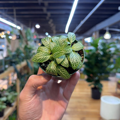 Hand holding a small potted plant with green leaves in an indoor setting