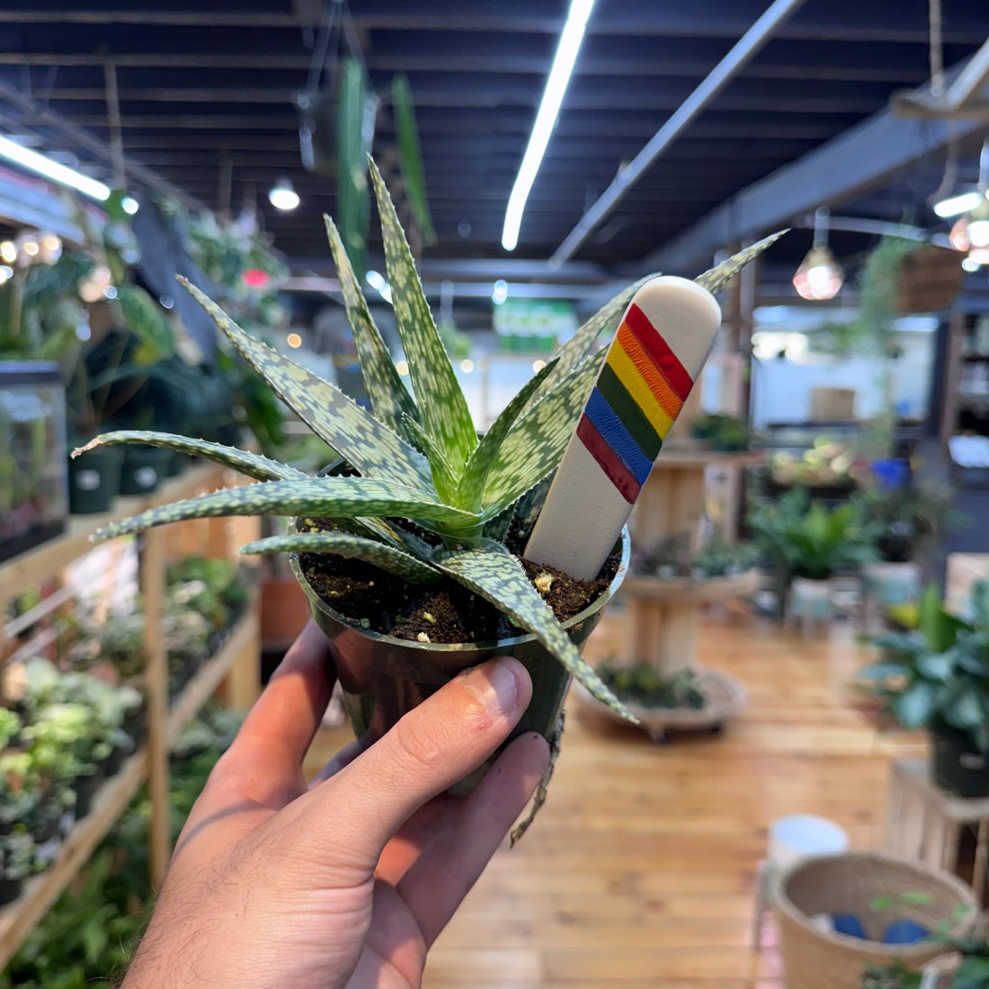 Aloe White Fox
