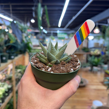 Gasteraloe &