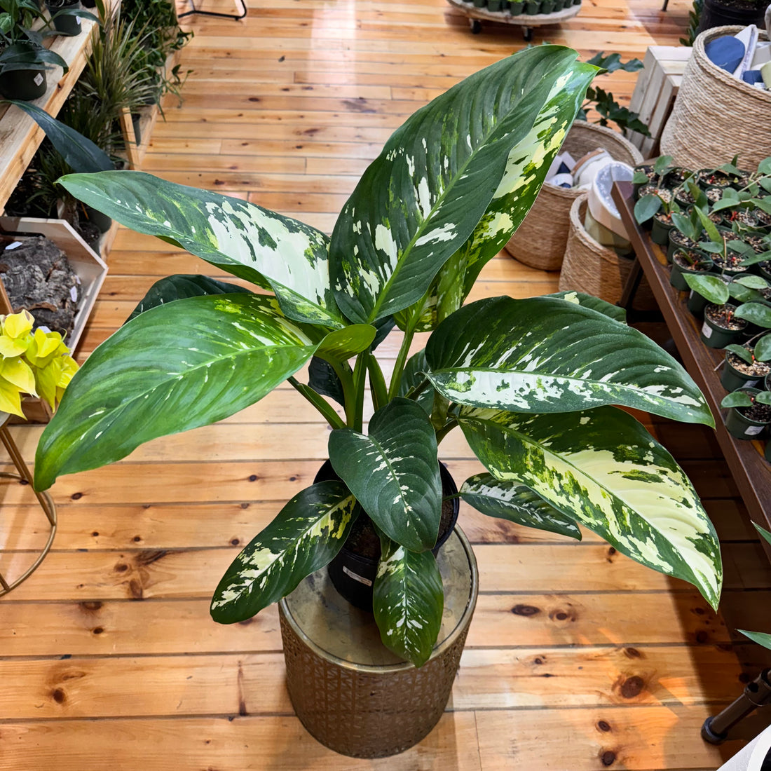 Dieffenbachia Puerto Rico