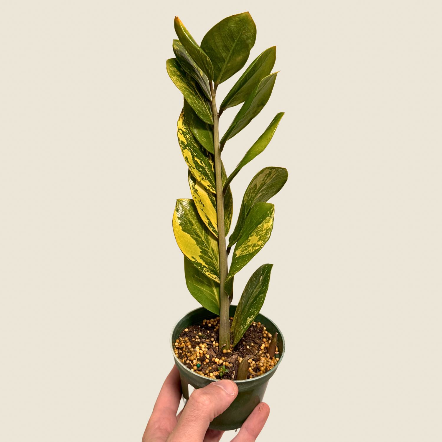 Zamioculas Zamiifolia Variegated