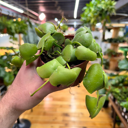 Dischidia Platyphylla