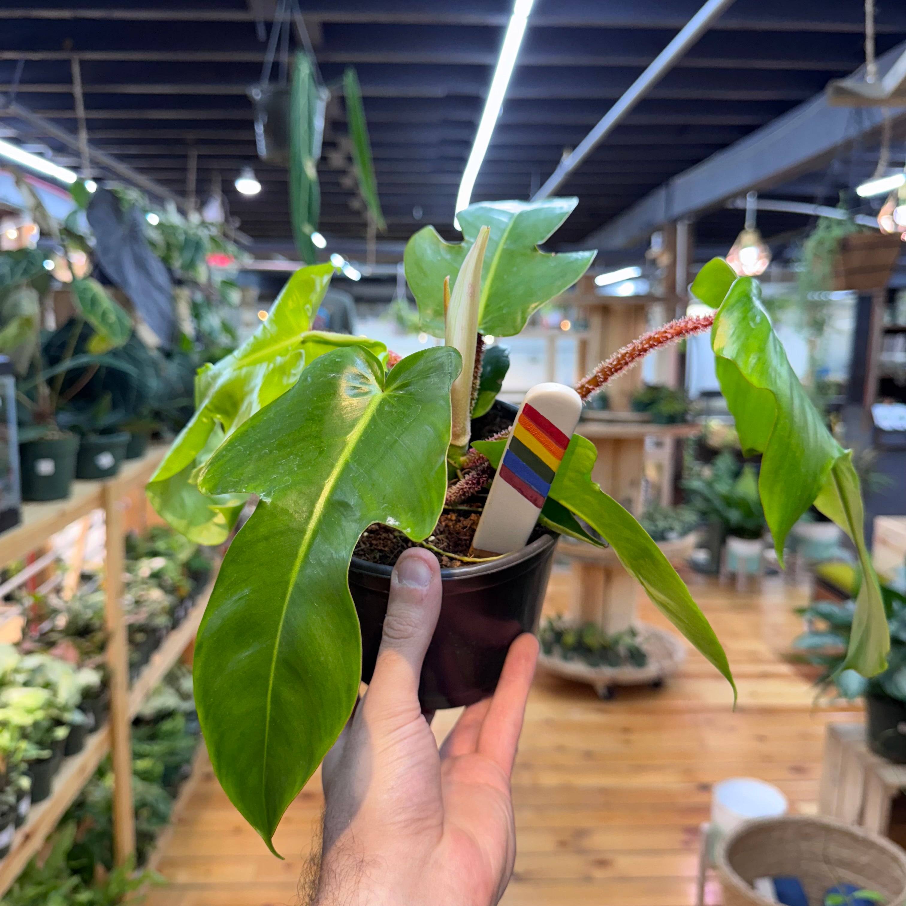 Philodendron Squamiferum