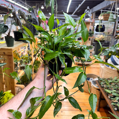 Pothos Skeleton Key