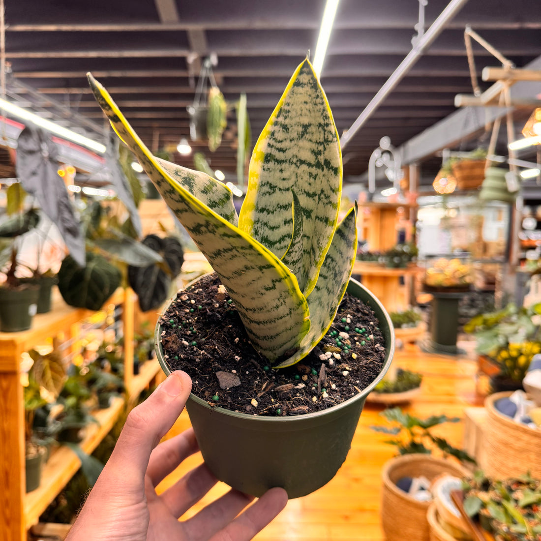 Sansevieria Futura Robusta