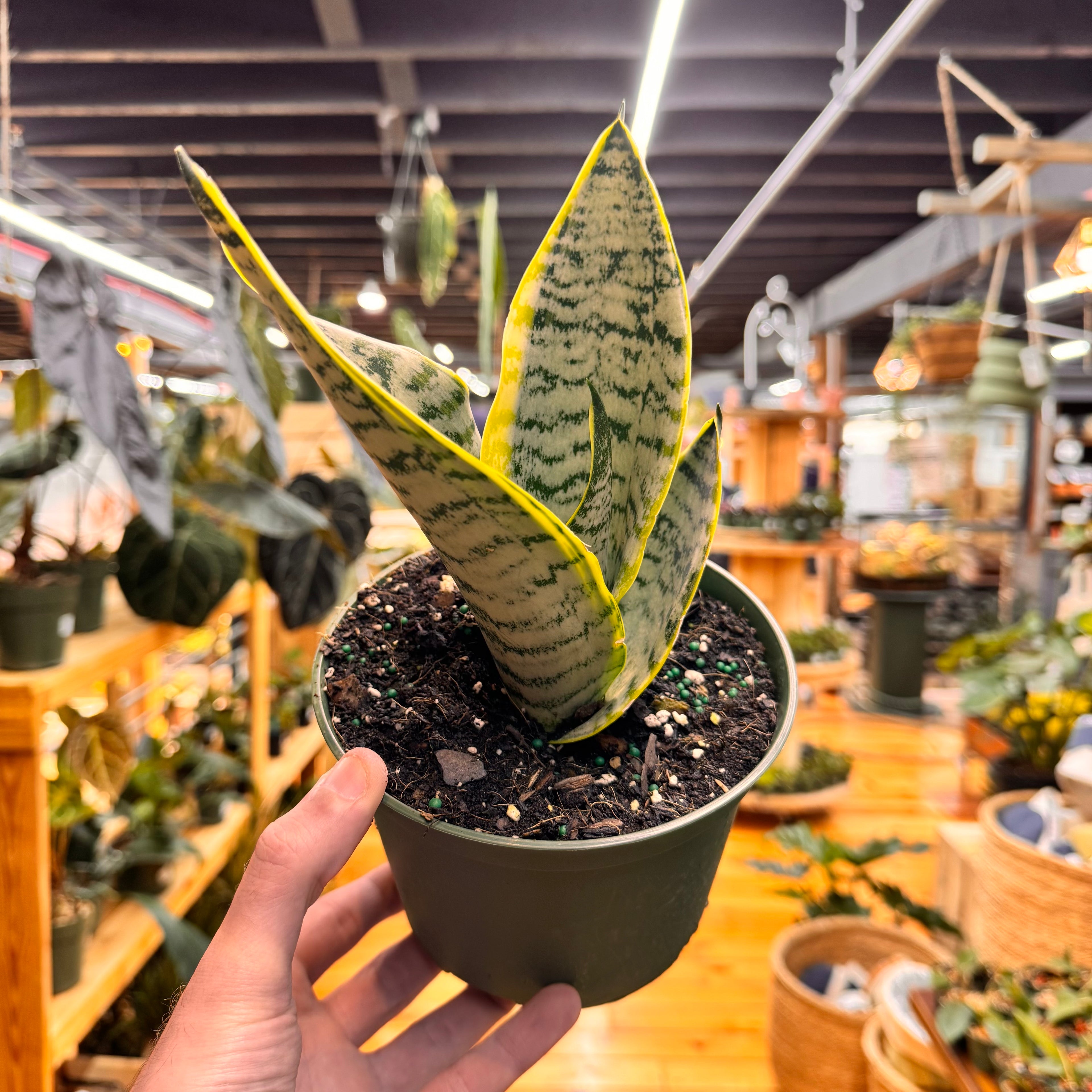 Sansevieria Futura Robusta