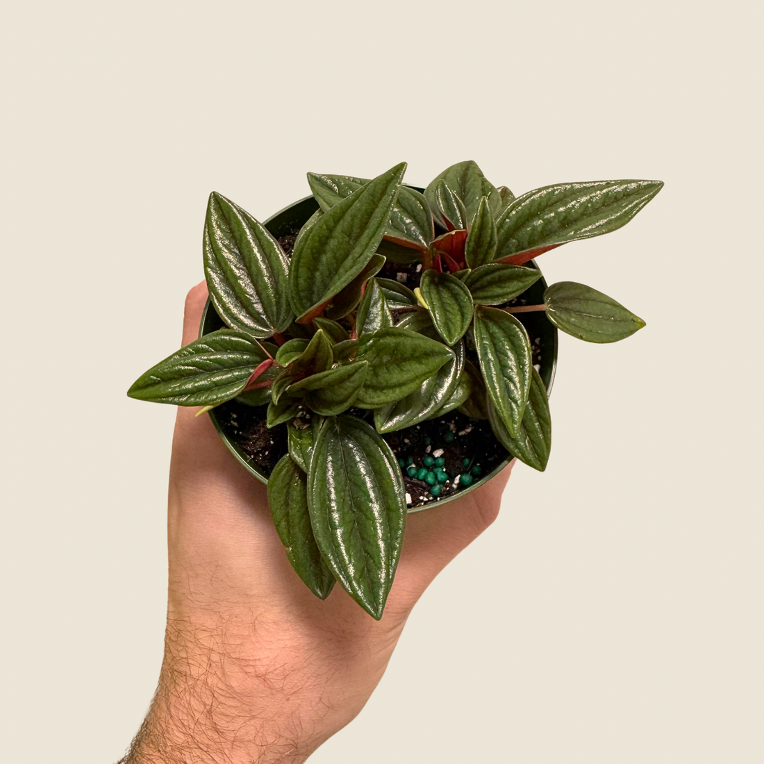 4&quot; Peperomia Rosso