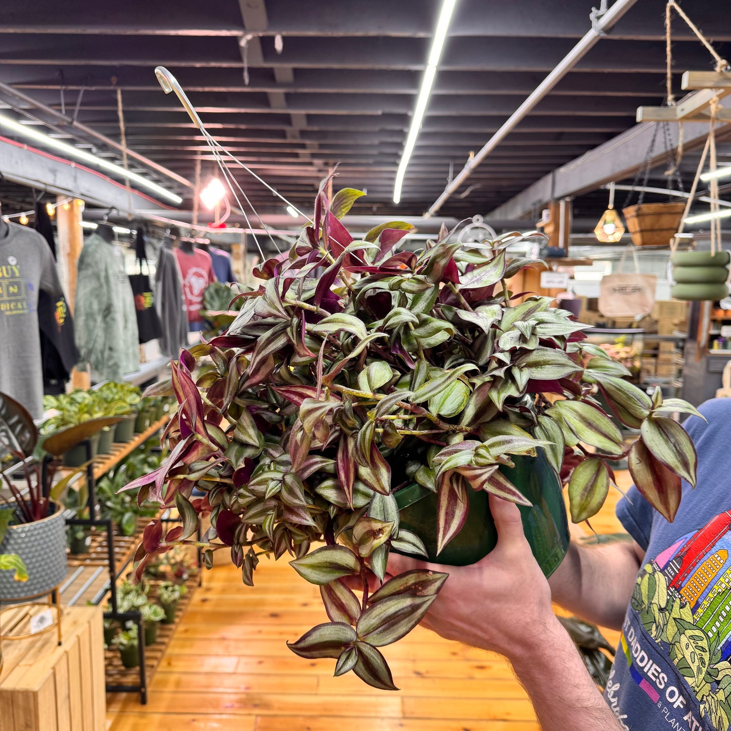 Tradescantia Zebrina