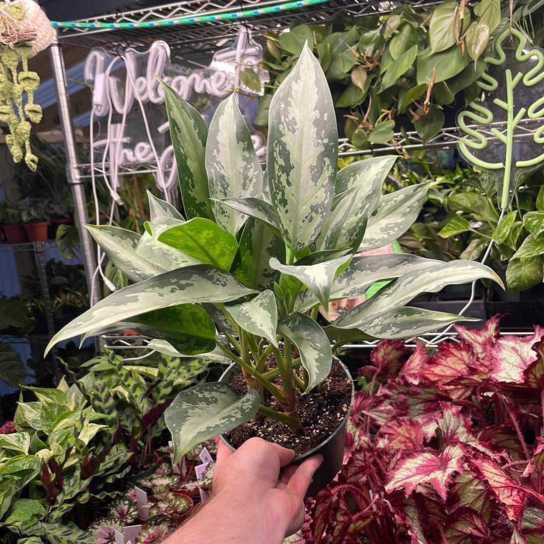 Aglaonema Jubilee